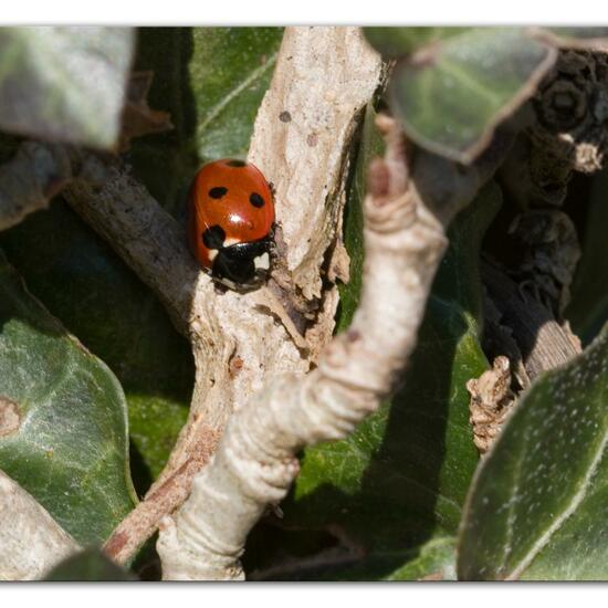 Siebenpunkt-Marienkäfer: Tier im Habitat Garten in der NatureSpots App