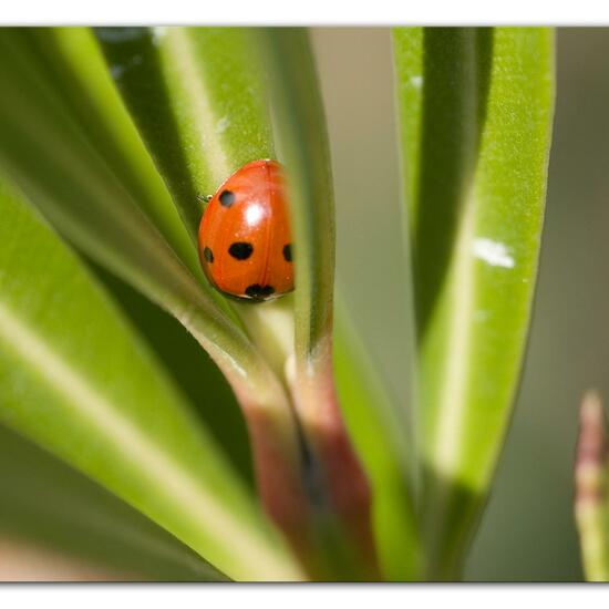 Siebenpunkt-Marienkäfer: Tier im Habitat Garten in der NatureSpots App