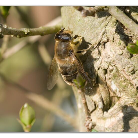 Mistbiene: Tier im Habitat Garten in der NatureSpots App