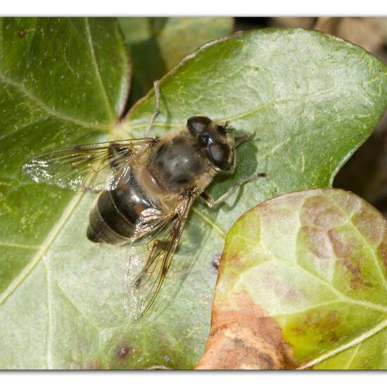 Mistbiene: Tier im Habitat Garten in der NatureSpots App