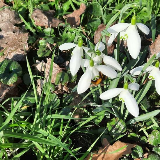 Dunkle Erdhummel: Tier im Habitat Hinterhof in der NatureSpots App