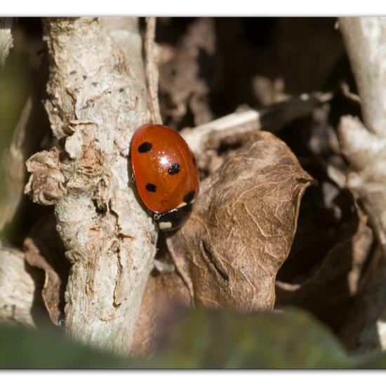 Siebenpunkt-Marienkäfer: Tier im Habitat Garten in der NatureSpots App