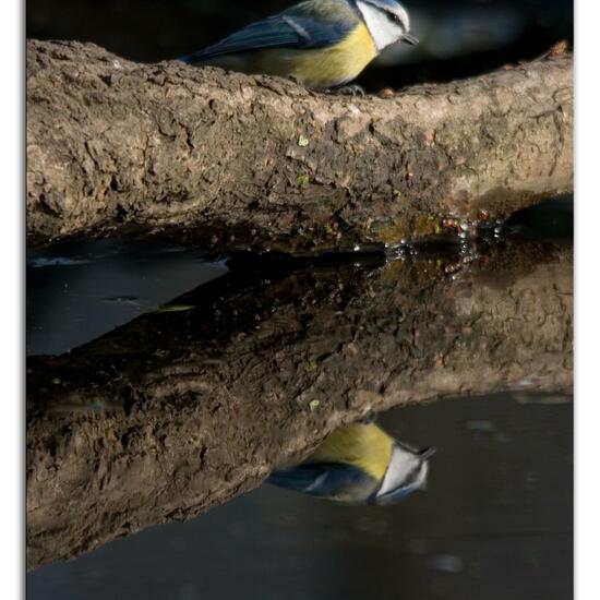 Blaumeise: Tier im Habitat Hinterhof in der NatureSpots App