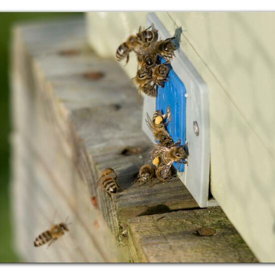 Westliche Honigbiene: Tier im Habitat Grasland und Büsche in der NatureSpots App