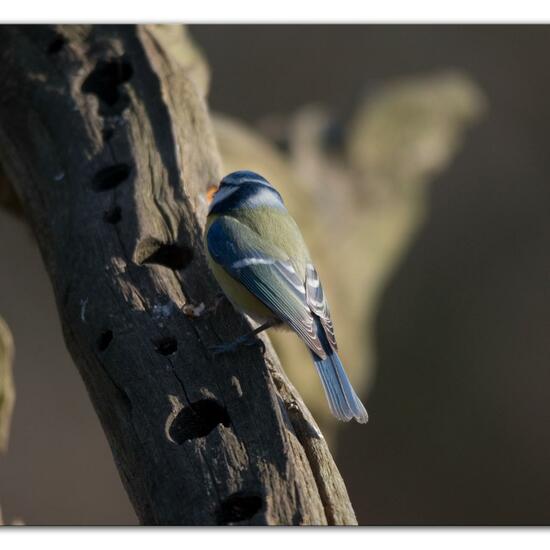 Blaumeise: Tier im Habitat Hinterhof in der NatureSpots App