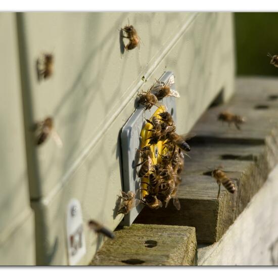 Westliche Honigbiene: Tier im Habitat Grasland und Büsche in der NatureSpots App