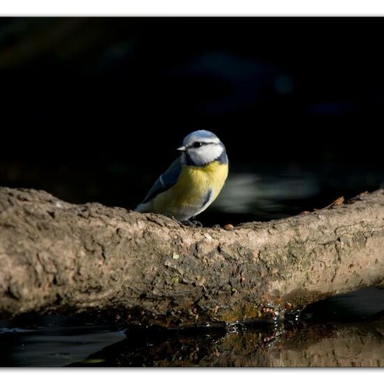 Blaumeise: Tier im Habitat Hinterhof in der NatureSpots App