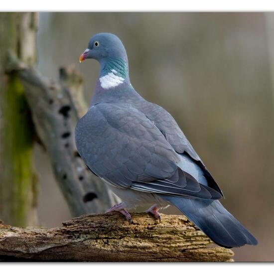 Ringeltaube: Tier im Habitat Hinterhof in der NatureSpots App