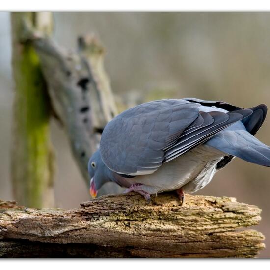 Ringeltaube: Tier im Habitat Hinterhof in der NatureSpots App