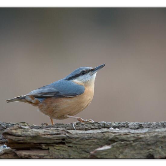 Kleiber: Tier im Habitat Hinterhof in der NatureSpots App