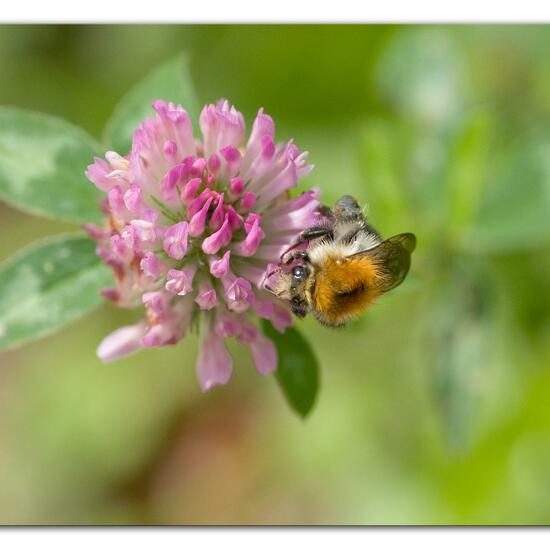 Ackerhummel: Tier im Habitat Halb-natürliches Grasland in der NatureSpots App