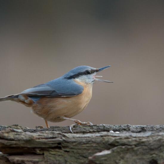 Kleiber: Tier im Habitat Hinterhof in der NatureSpots App