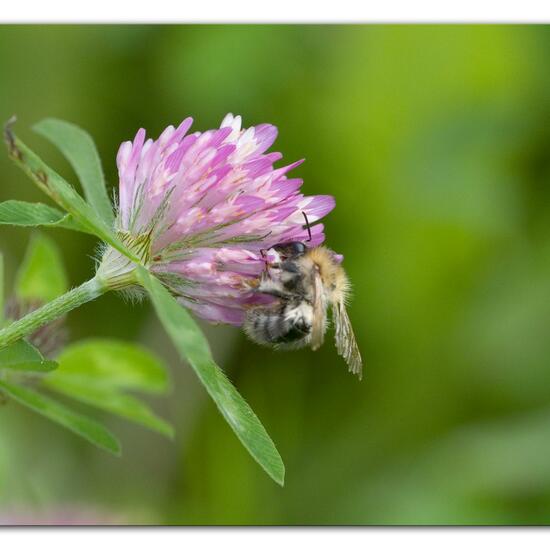 Ackerhummel: Tier im Habitat Halb-natürliches Grasland in der NatureSpots App