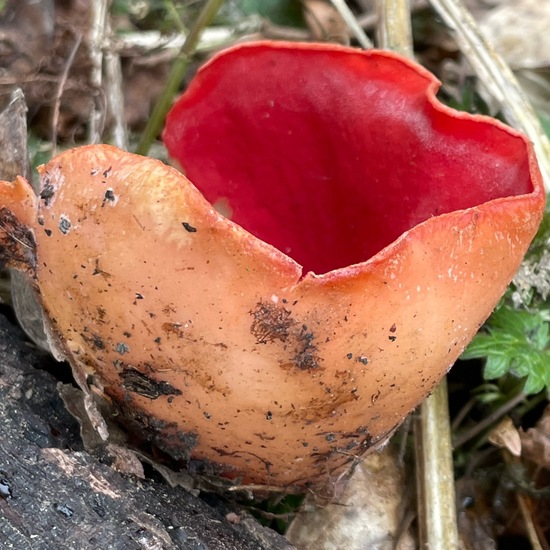 Scharlachroter Kelchbecherling: Pilz im Habitat Auwald in der NatureSpots App