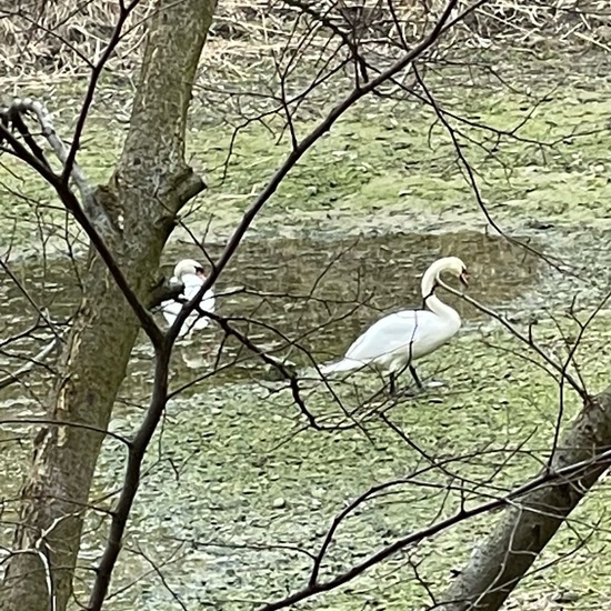 Höckerschwan: Tier im Habitat Süßwasser in der NatureSpots App