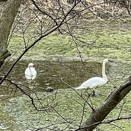 Höckerschwan: Tier im Habitat Süßwasser in der NatureSpots App