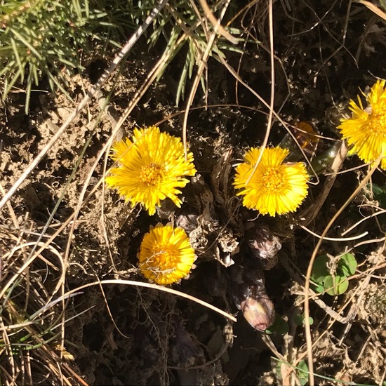 Tussilago farfara: Pflanze im Habitat Felsgebiet in der NatureSpots App