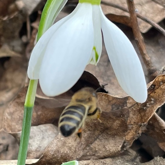 Westliche Honigbiene: Tier im Habitat Garten in der NatureSpots App