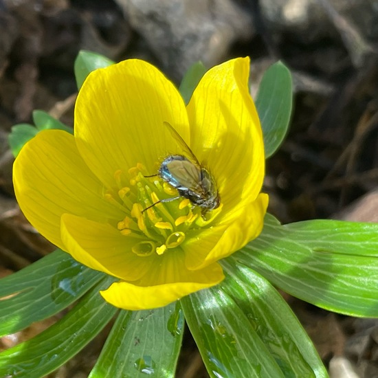 Calliphora vicina: Tier im Habitat Garten in der NatureSpots App