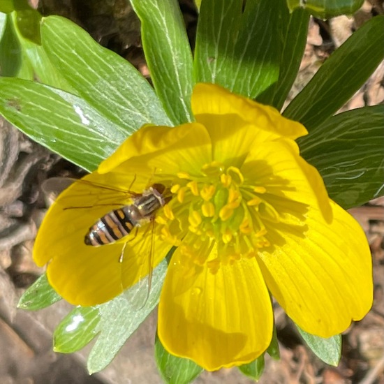 Hainschwebfliege: Tier im Habitat Garten in der NatureSpots App