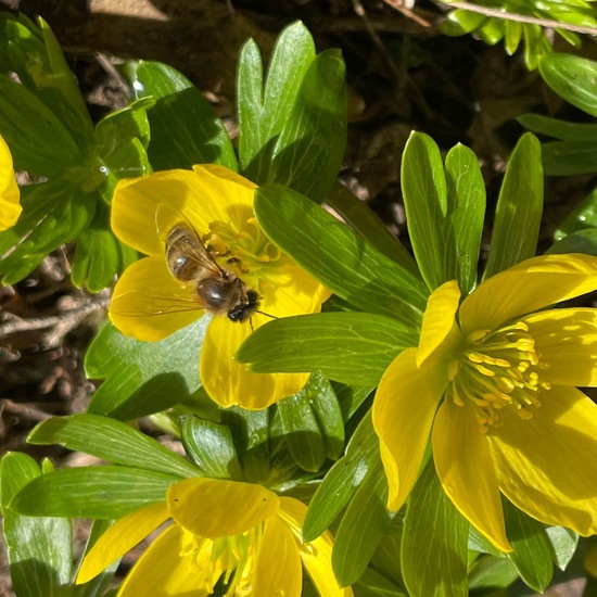 Westliche Honigbiene: Tier im Habitat Garten in der NatureSpots App