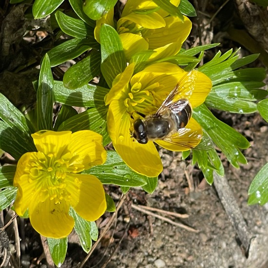 Mistbiene: Tier im Habitat Garten in der NatureSpots App