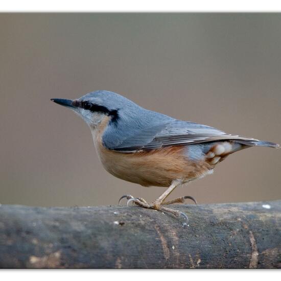 Kleiber: Tier im Habitat Hinterhof in der NatureSpots App