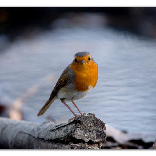 Rotkehlchen: Tier im Habitat Hinterhof in der NatureSpots App