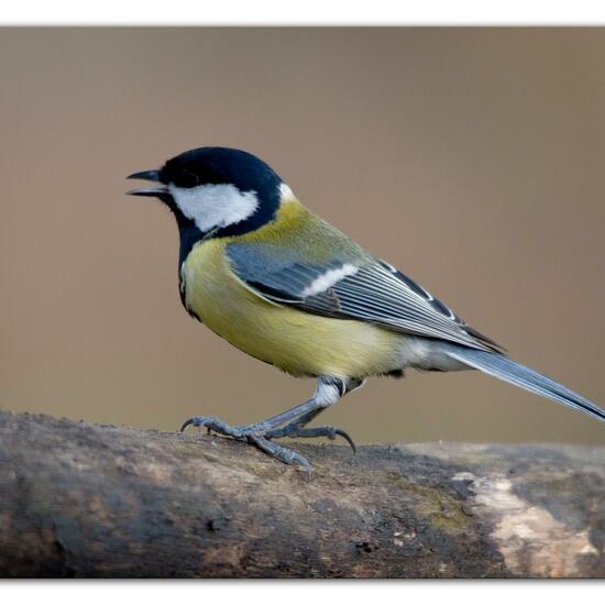 Kohlmeise: Tier im Habitat Hinterhof in der NatureSpots App