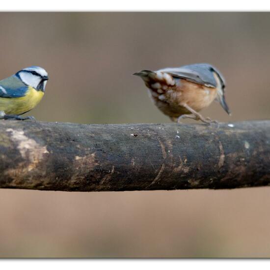 Blaumeise: Tier im Habitat Hinterhof in der NatureSpots App