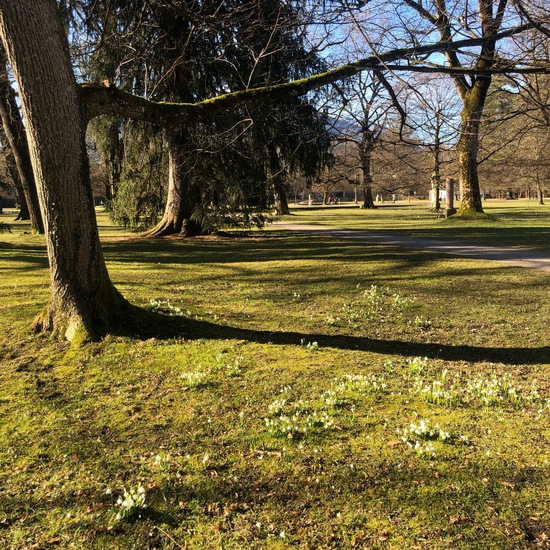 Schneeglöckchen: Pflanze in der Natur in der NatureSpots App