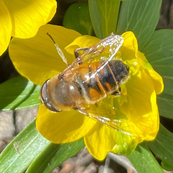 Mistbiene: Tier im Habitat Garten in der NatureSpots App