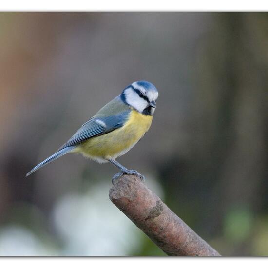 Blaumeise: Tier im Habitat Hinterhof in der NatureSpots App