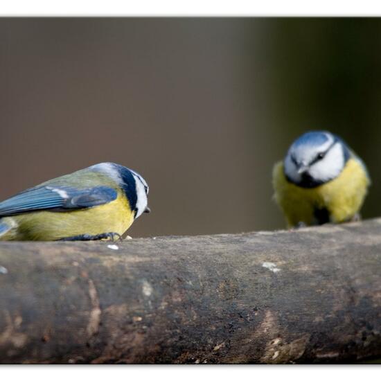 Blaumeise: Tier im Habitat Hinterhof in der NatureSpots App