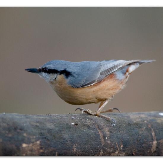 Kleiber: Tier im Habitat Hinterhof in der NatureSpots App