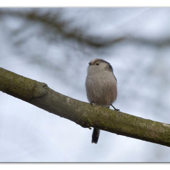 Schwanzmeise: Tier im Habitat Hinterhof in der NatureSpots App