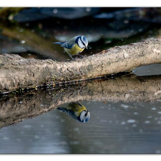 Blaumeise: Tier im Habitat Hinterhof in der NatureSpots App