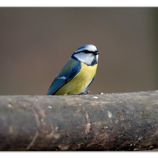 Blaumeise: Tier im Habitat Hinterhof in der NatureSpots App