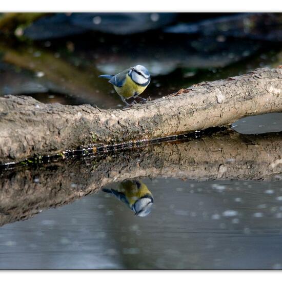 Blaumeise: Tier im Habitat Hinterhof in der NatureSpots App