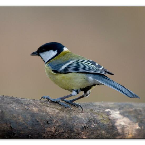 Kohlmeise: Tier im Habitat Hinterhof in der NatureSpots App