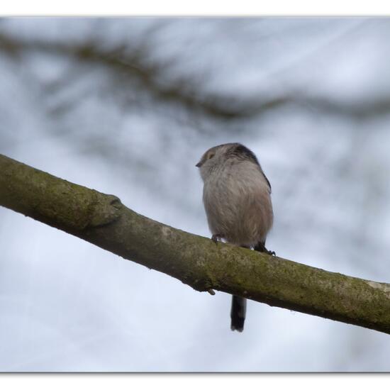 Schwanzmeise: Tier im Habitat Hinterhof in der NatureSpots App