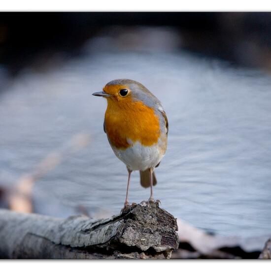 Rotkehlchen: Tier im Habitat Hinterhof in der NatureSpots App