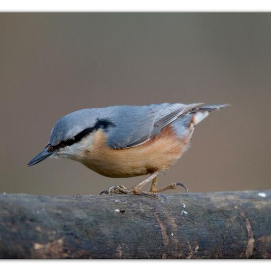 Kleiber: Tier im Habitat Hinterhof in der NatureSpots App