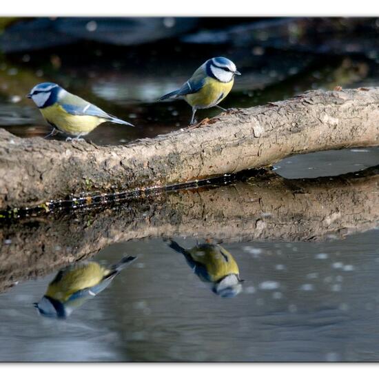 Blaumeise: Tier im Habitat Hinterhof in der NatureSpots App