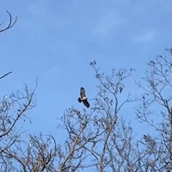 Mäusebussard: Tier im Habitat Wald der gemäßigten Breiten in der NatureSpots App