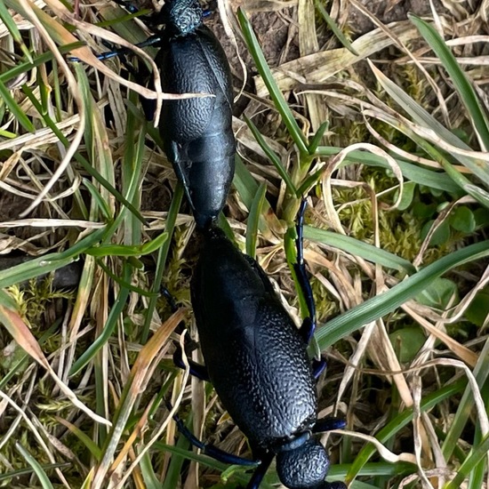 Schwarzblauer Ölkäfer: Tier im Habitat Garten in der NatureSpots App