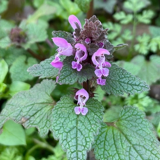 Purpurrote Taubnessel: Pflanze im Habitat Wald der gemäßigten Breiten in der NatureSpots App