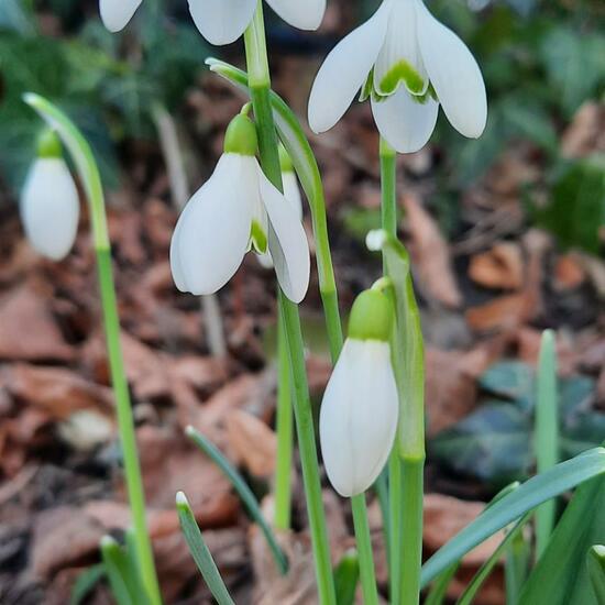 Schmalblättriges Schneeglöckchen: Pflanze im Habitat Garten in der NatureSpots App