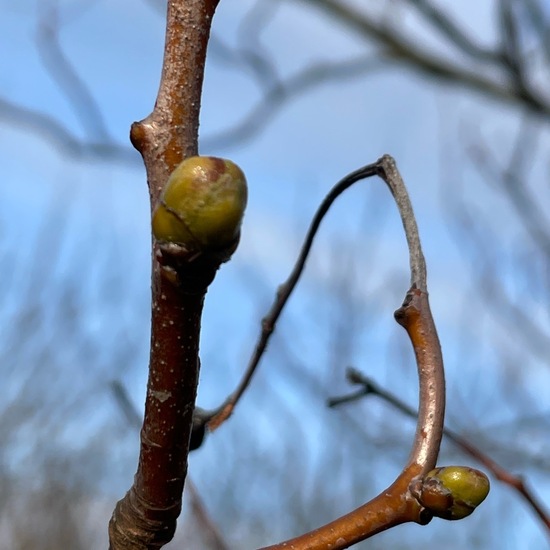 Sorbus torminalis: Plant in habitat Temperate forest in the NatureSpots App