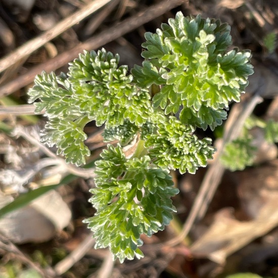 Wermutkraut: Pflanze im Habitat Wald der gemäßigten Breiten in der NatureSpots App